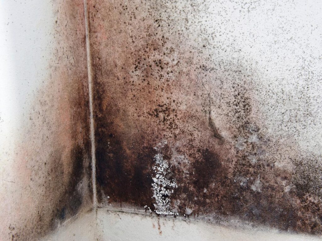 alt="Mold remediation in pinellas county, florida"