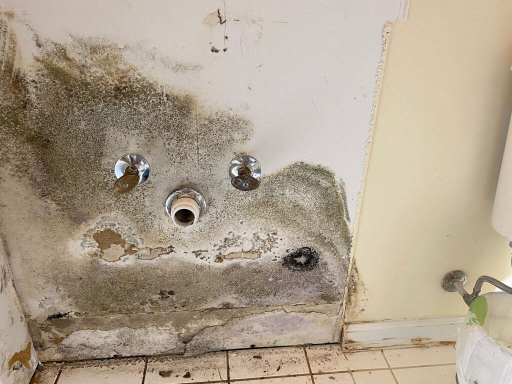 alt="Mold remediation in Orlando, florida"