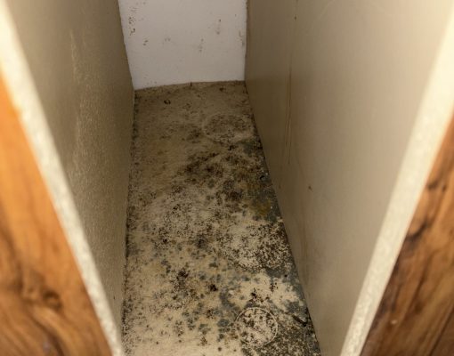 alt="Mold inspection in Altamonte Springs"
